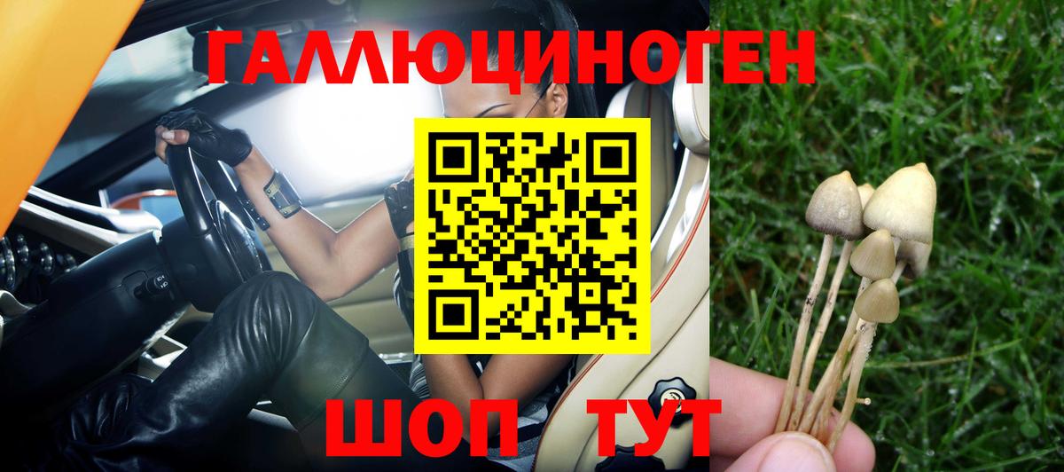 Галлюциногенные грибы Psilocybe Рубцовск